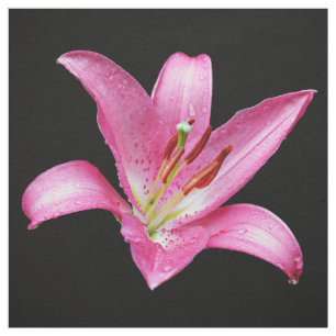 Tissu Élégante Lys Lilium Lilium Oriental Rose Stargazer