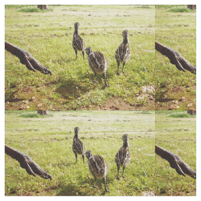 Tissu Emu Chicks Avec Emu Big Foot, (Fermer)