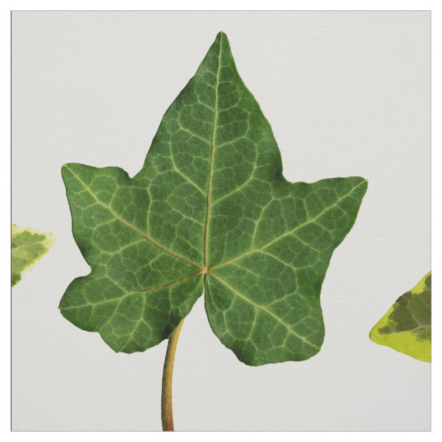 Tissu Feuille anglais de lierre (Échantillon)