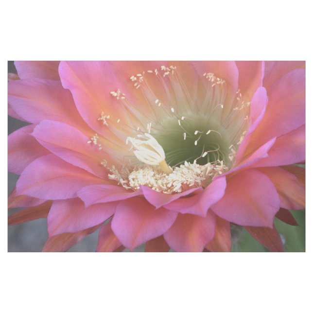 Tissu Fleur de Cactus rose dans le désert (Yard)