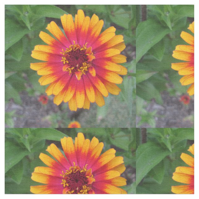 Tissu Fleur jaune-orange d'or de Zinnia (Fermer)