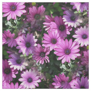 Tissu Fleurs de marguerite pourpres d'Afrique Nature Mot