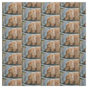 Tissu golden retriever buvant d'un dos de fontaine