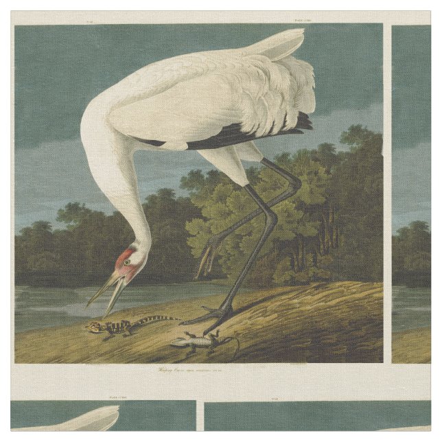 Tissu Grue blanche Audubon Peinture d'oiseaux (Fermer)