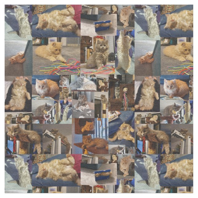 Tissu Kitten Photo Collage, (Fermer)