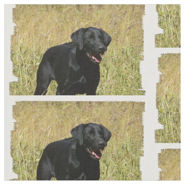 Tissu labrador-retriever-25.jpg (Fermer)
