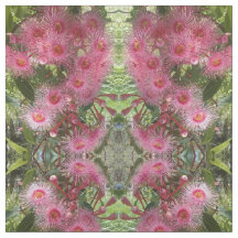 L'eucalyptus rose de Gumnut fleurit l'indigène