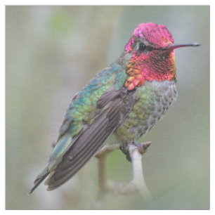 Tissu Merveilleux colibri d'Anna masculine sur le prunie