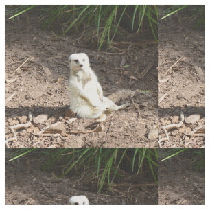 Tissu Modèle en nature : Posing Meerkat blanc pour camér