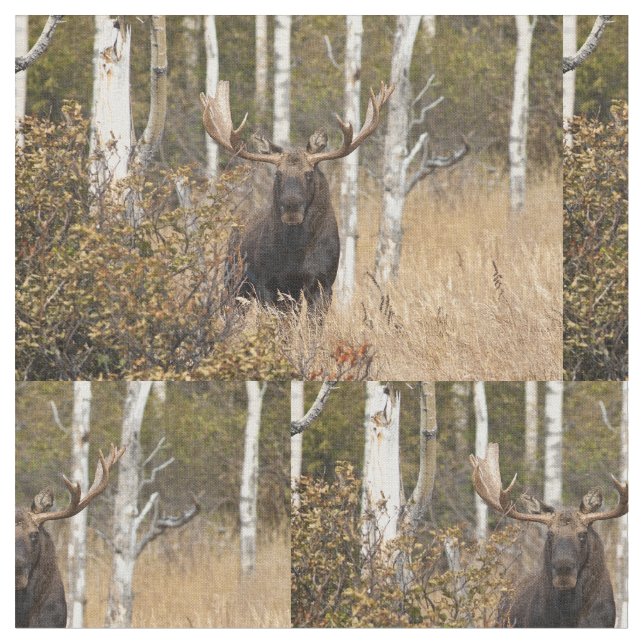 Tissu Orignaux impressionnants de Taureau (Fermer)