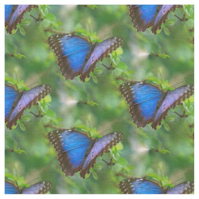 Tissu Papillon bleu (Fermer)