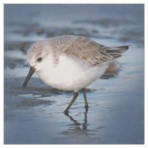 Tissu Petit Sanderling mignon à la plage