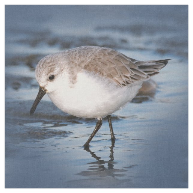 Tissu Petit Sanderling mignon à la plage (Échantillon)