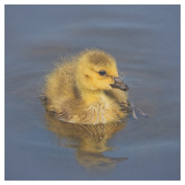 Tissu Petite nageuse : Goose Gosling Canada (Échantillon)