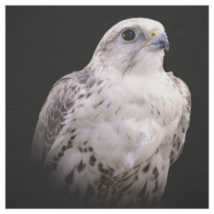 Tissu Portrait signé d'un faucon de Saker curieux
