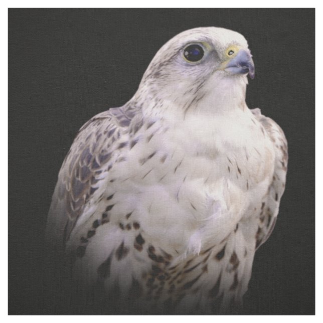 Tissu Portrait signé d'un faucon de Saker curieux (Échantillon)