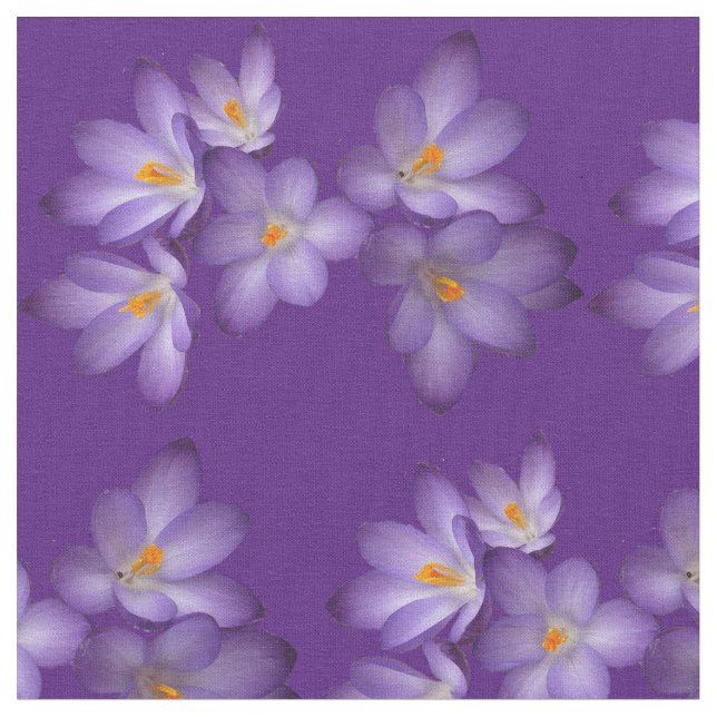 Tissu pourpre de fleur de crocus de ressort (Fermer)