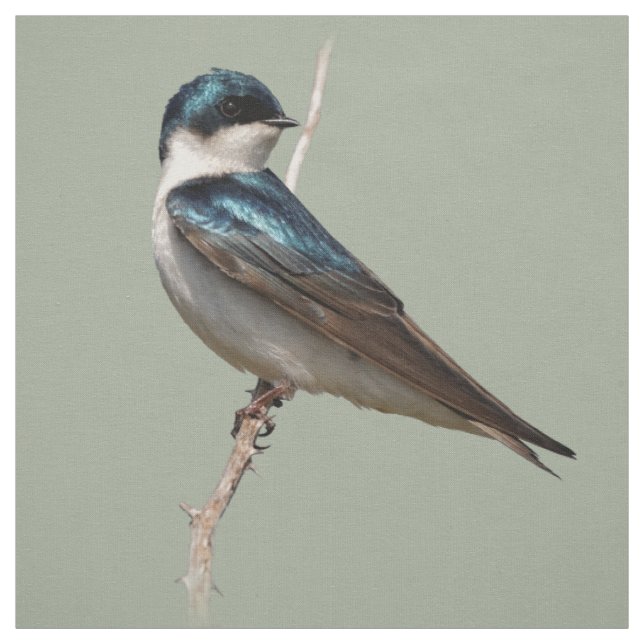 Tissu Profil éclairé d'un oiseau chanteur d'hirondelle d (Échantillon)