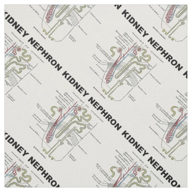 Tissu Rein Néphron Manuel d'anatomie de Gray  (Échantillon)