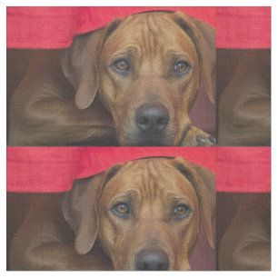 Tissu rhodesian-ridgeback