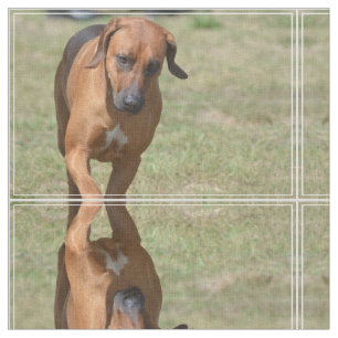 Tissu Rhodesian Ridgeback caracolant