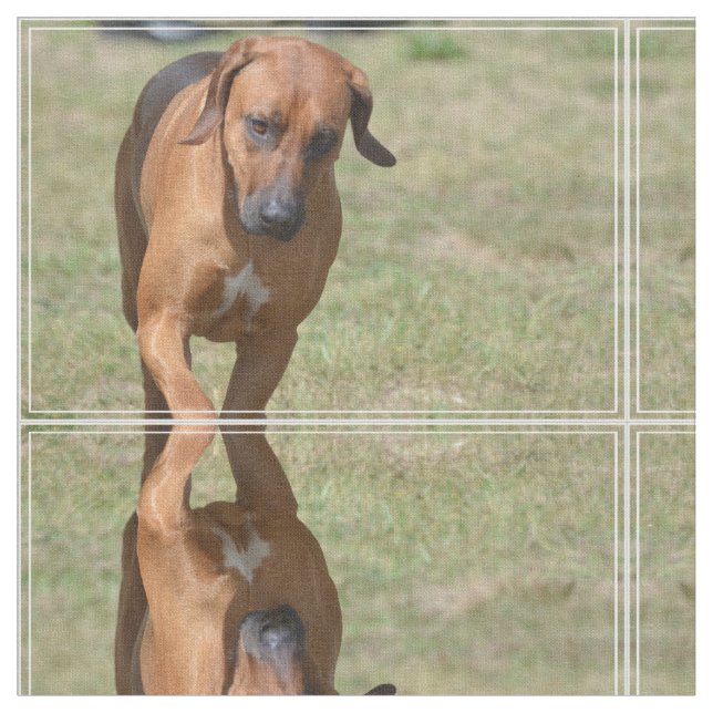 Tissu Rhodesian Ridgeback caracolant (Fermer)