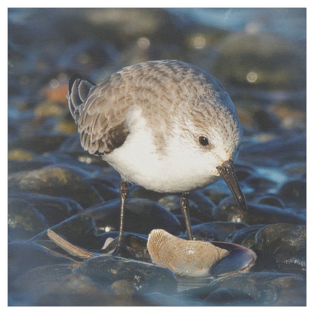 Tissu Shorebird Dines on Clam (Échantillon)
