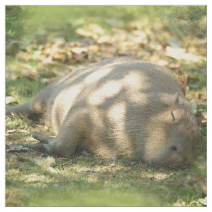 Tissu Un mignon rêve de Capybara dans le soleil d'été
