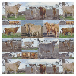 Tissu Vaches Highland Dans Un Collage Photo,