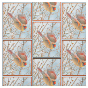 Tissu Vol Cardinal Nord - Photo originale