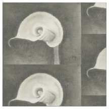 Zantedeschia