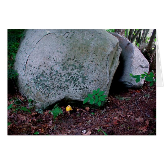 Toadstool Mimics Boulder (Devant horizontal)