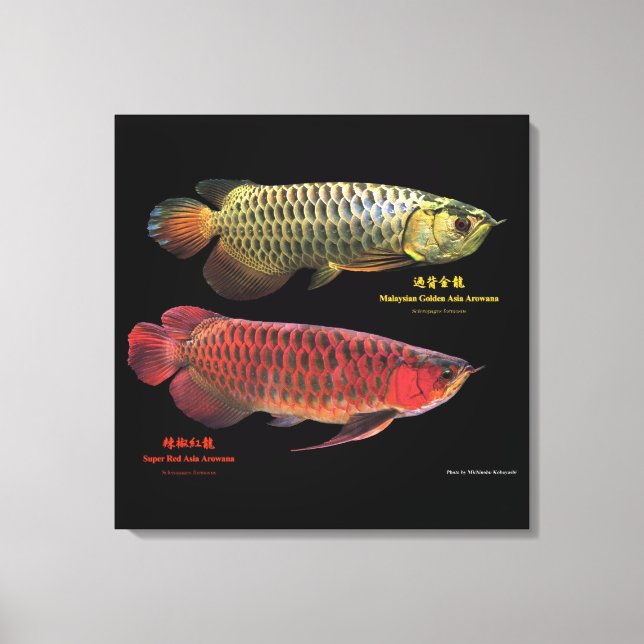 Toile 金と赤のAsian Arowana (Recto)