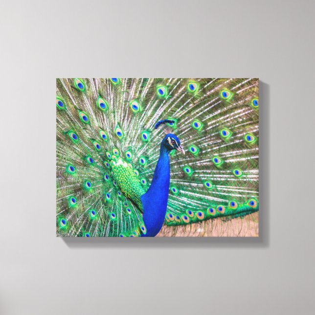 Toile 0601-Peacock (Recto)