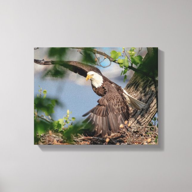 Toile 14x11 Aigle chauve quittant le nid (Recto)