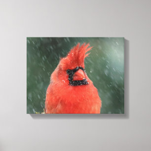 Toile 14x11 Cardinal dans un pin pendant une tempête de