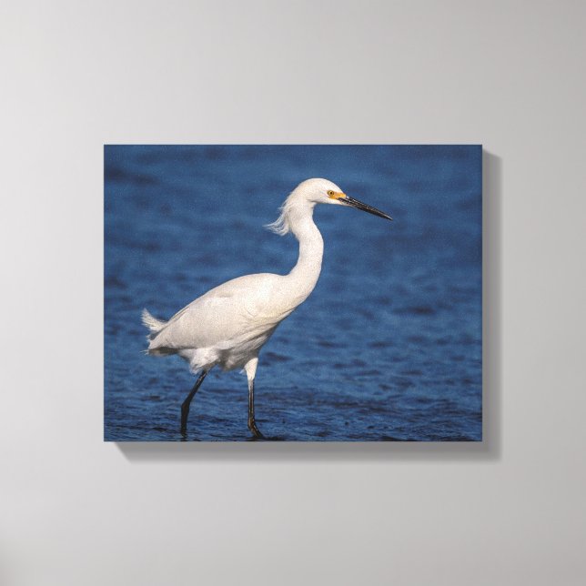 Toile 14x11 Egret de neige sur North Beach (Recto)