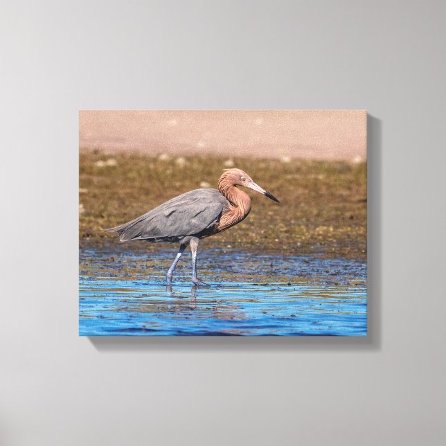 Toile 14x11 Egret rouge sur North Beach (Recto)