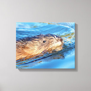 Toile 14x11 Muskrat dans les fermes de Vassar Réserve éc