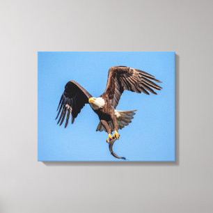 Toile 20x16 Aigle chauve avec un poisson