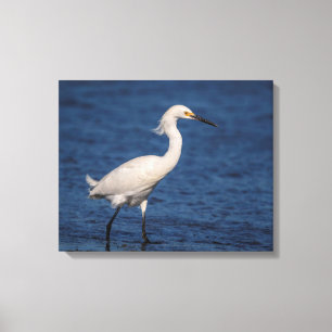 Toile 20x16 Egret neigeux sur North Beach