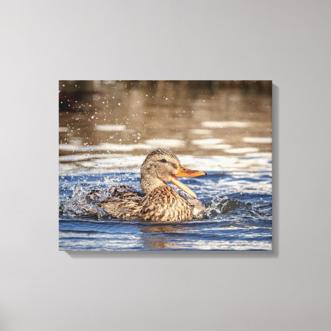 Toile 20x16 Mallard Duck au Downing Park (Recto)