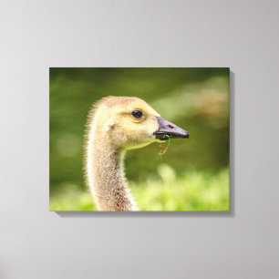 Toile 20x16 Oie canadienne (Gosling)