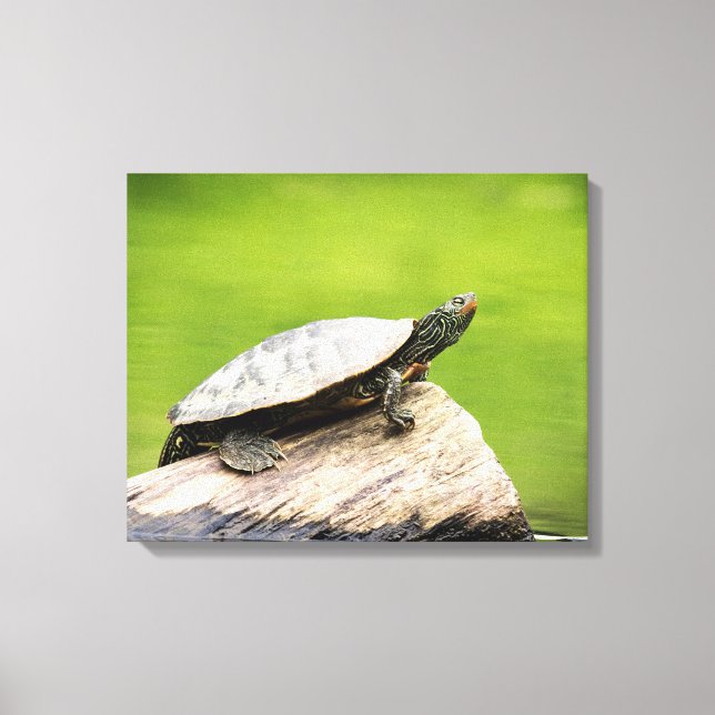 Toile 20x16 Tortue peinte sur un log (Recto)