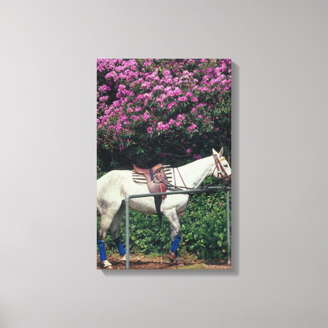 TOILE 23893981 (Recto)