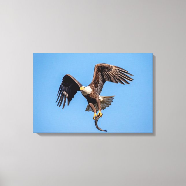 Toile 24x16 Aigle chauve avec un poisson (Recto)