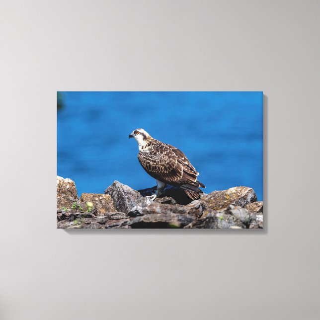 Toile 24x16 Balbuzard pêcheur sur les rochers (Recto)