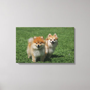 Toile 2 Pomeranians regardant l'appareil-photo