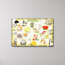 Toile 30x20 Champignons