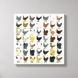 Toile 49 poules de poulet